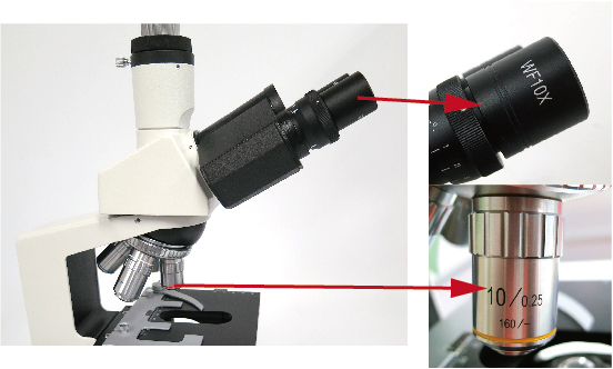 顕微鏡の倍率