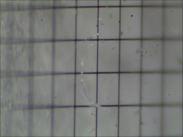 110ｍｍのレンズで確認